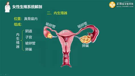 女人的生殖器|小知识:女性生殖系统